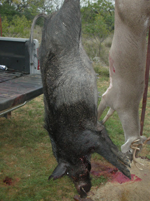 Hog from Richland Springs - Aaron Bulkley