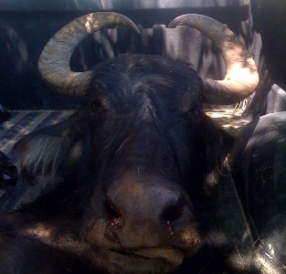 Water Buffalo Hunt in Texas